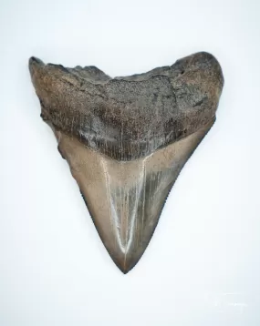 Megalodon Fossil Shark Tooth Authentic