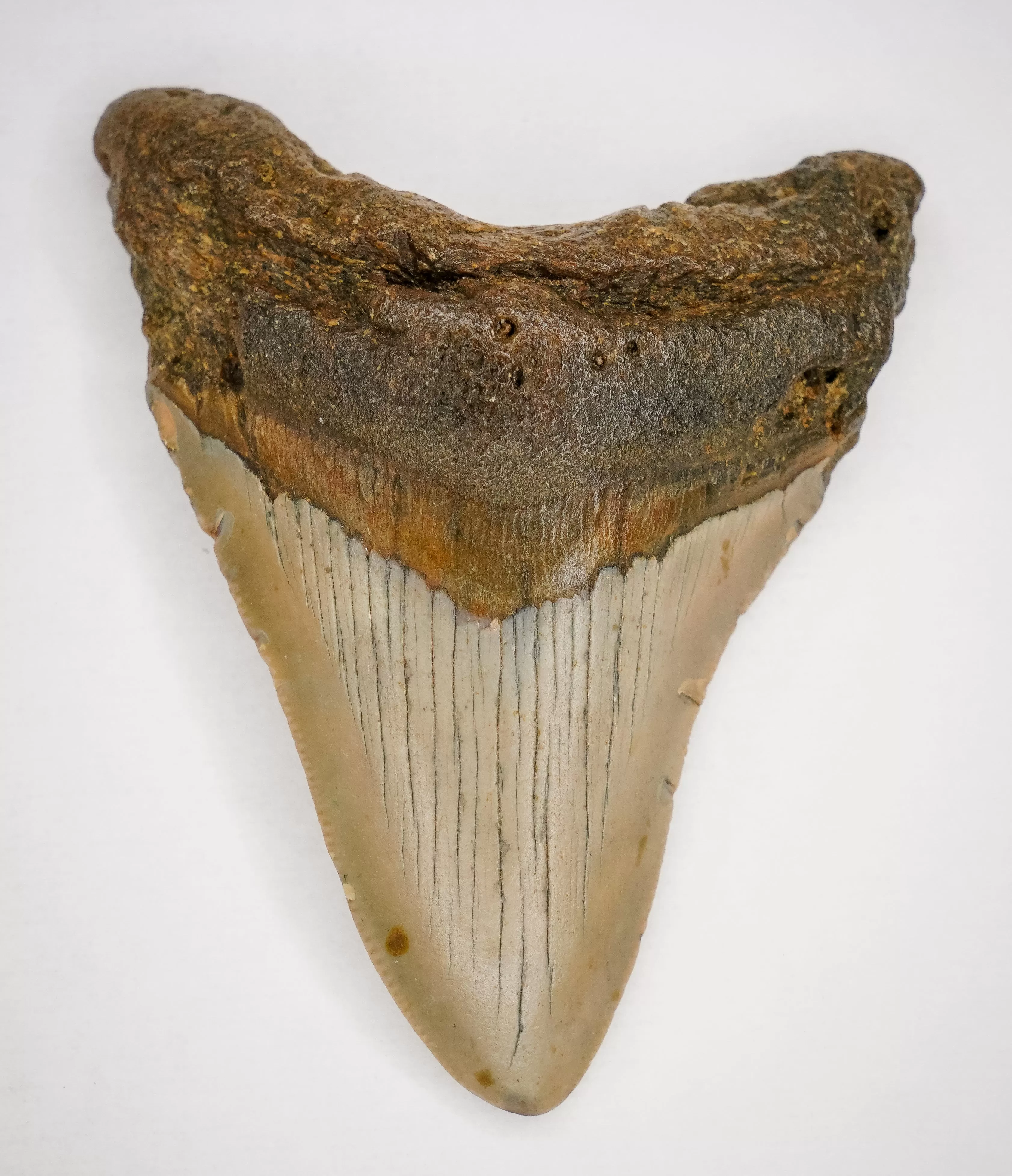 Megalodon Fossil Shark Tooth Authentic