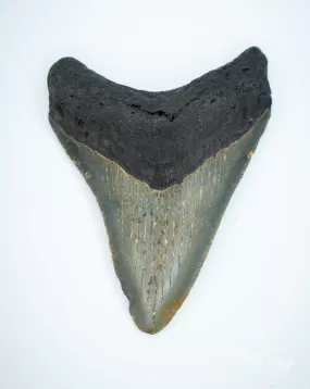 Megalodon Fossil Shark Tooth Authentic