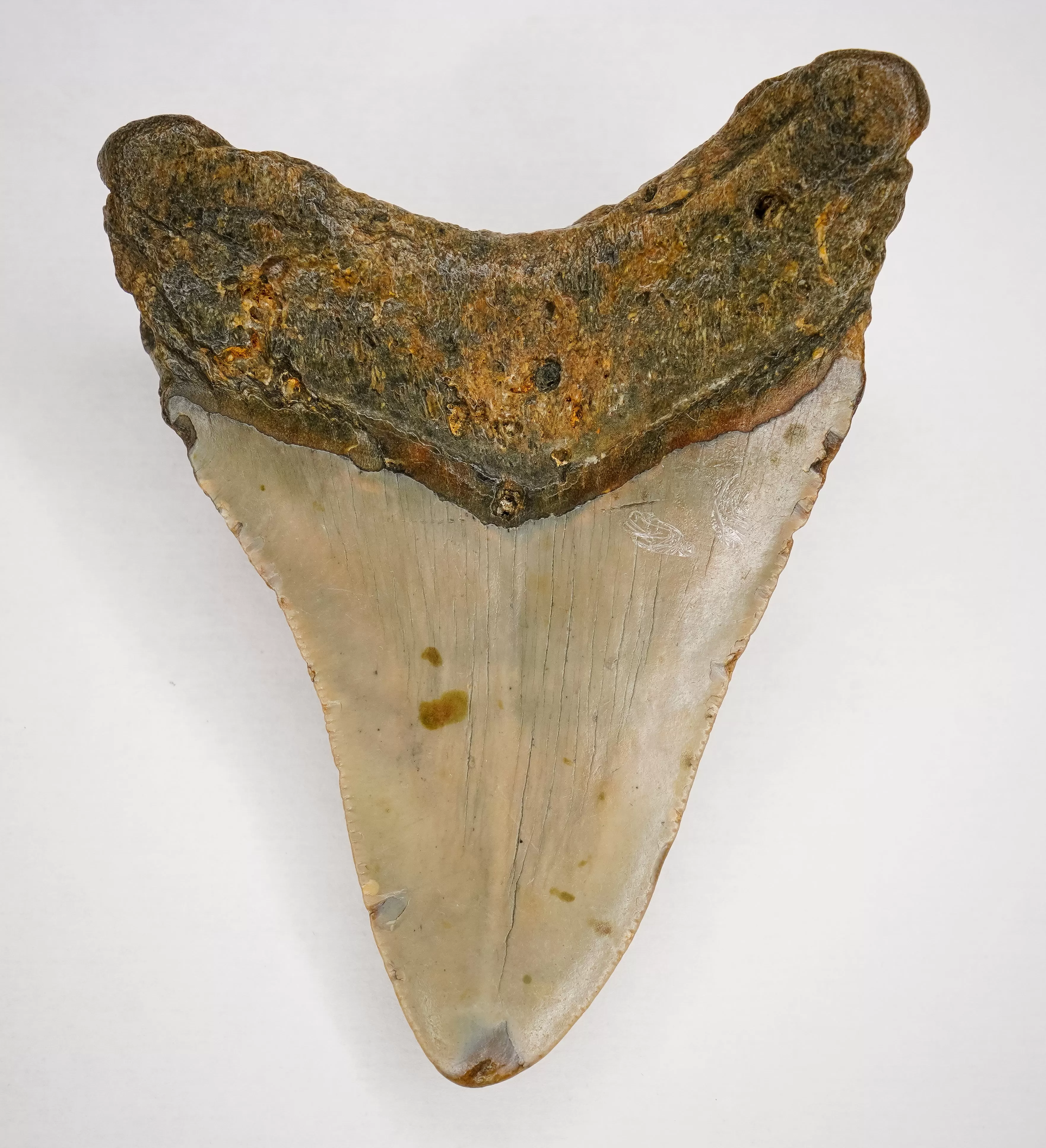 Megalodon Fossil Shark Tooth Authentic